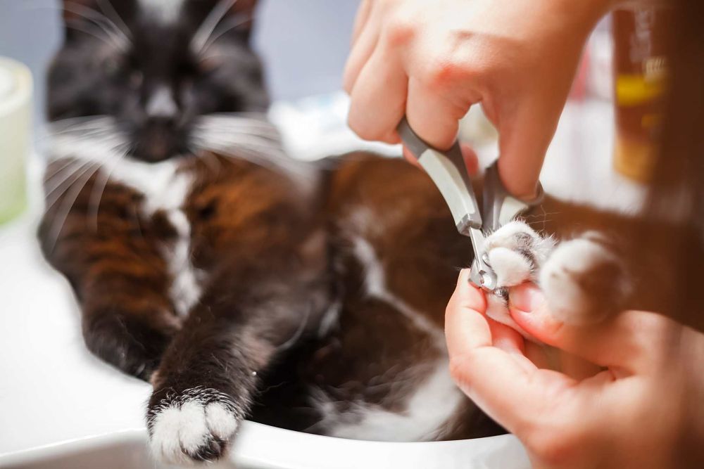 How to Remove Cat Urine Smell With These 5 Tricks Scratchpay